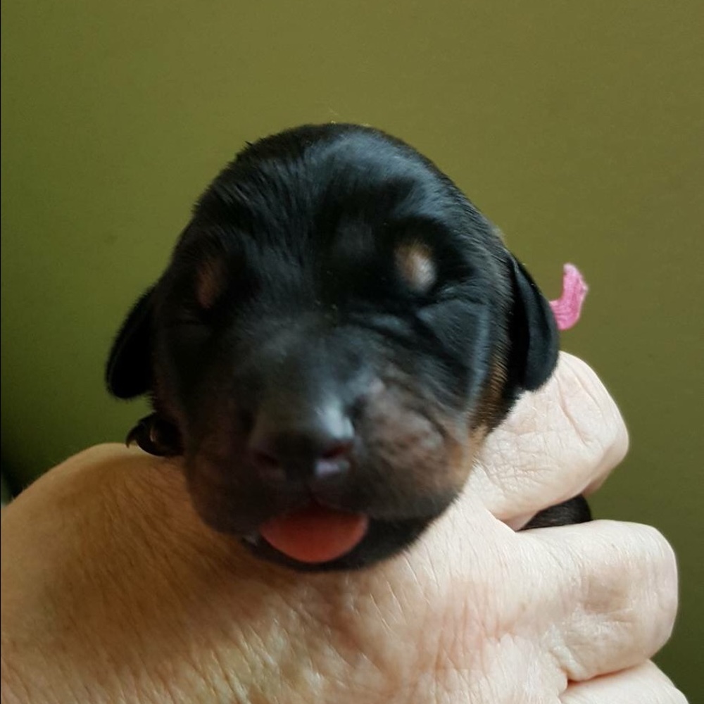 Meet your Posher, Deb