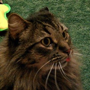 Meet your Posher, Crystal