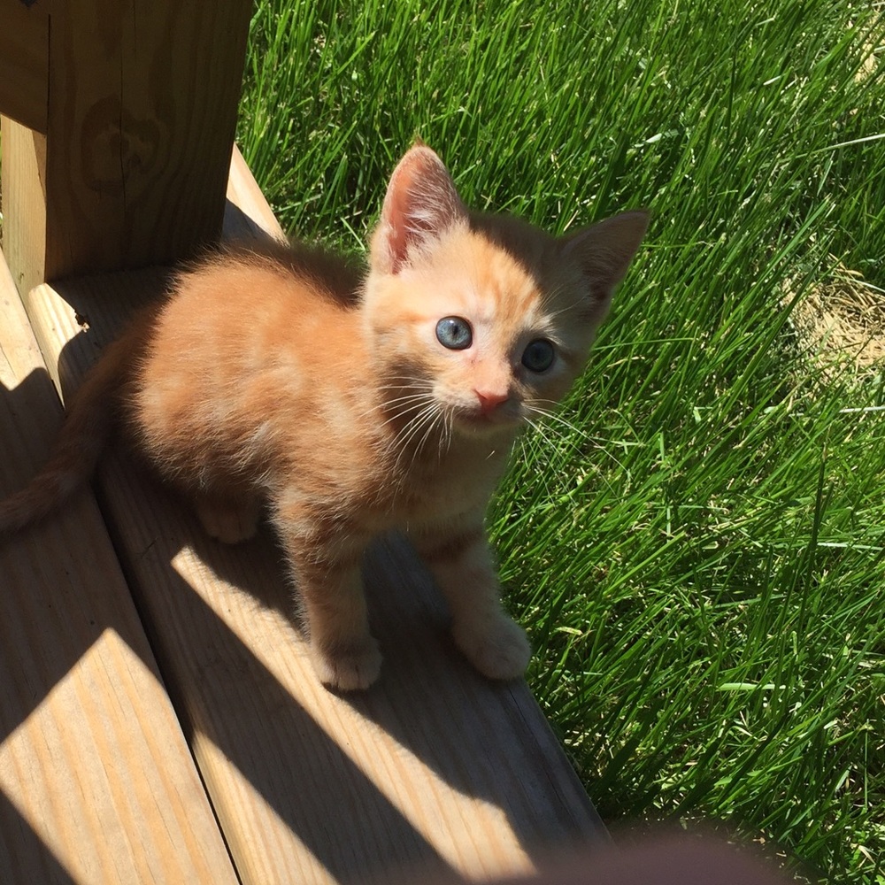 Meet your Posher, Sun