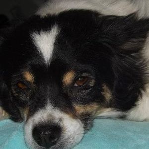 Meet your Posher, Bonnie