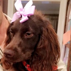 Meet your Posher, Abbey