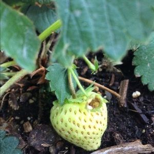 Meet your Posher, Paula