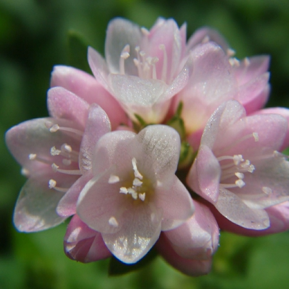 Meet your Posher, Donna