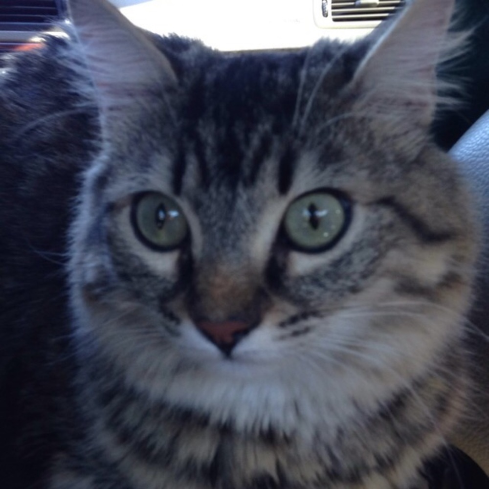 Meet your Posher, Taylor