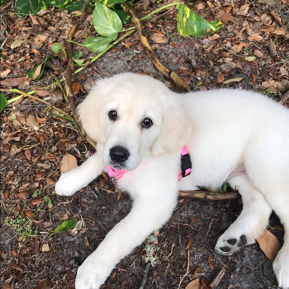 Meet your Posher, Lindsay