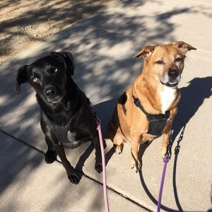 Meet your Posher, Alice