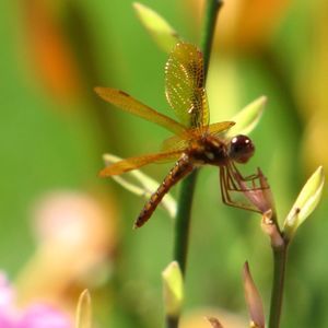 Meet your Posher, Chloe