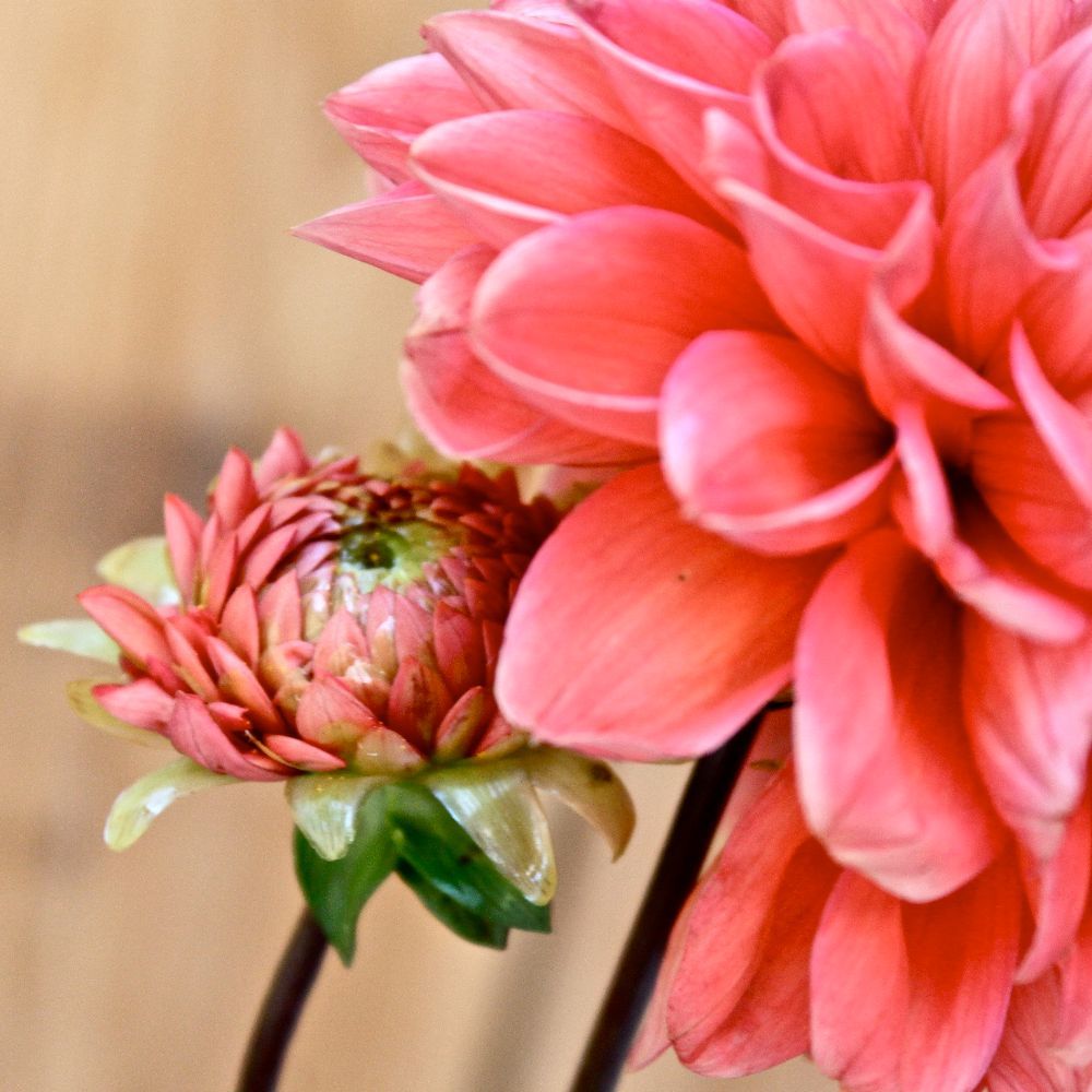 Meet your Posher, Claire