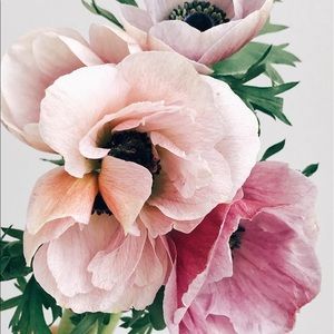 Meet your Posher, Misia