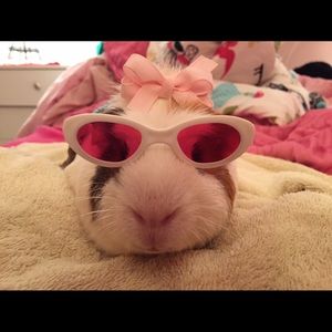 Meet your Posher, Anna