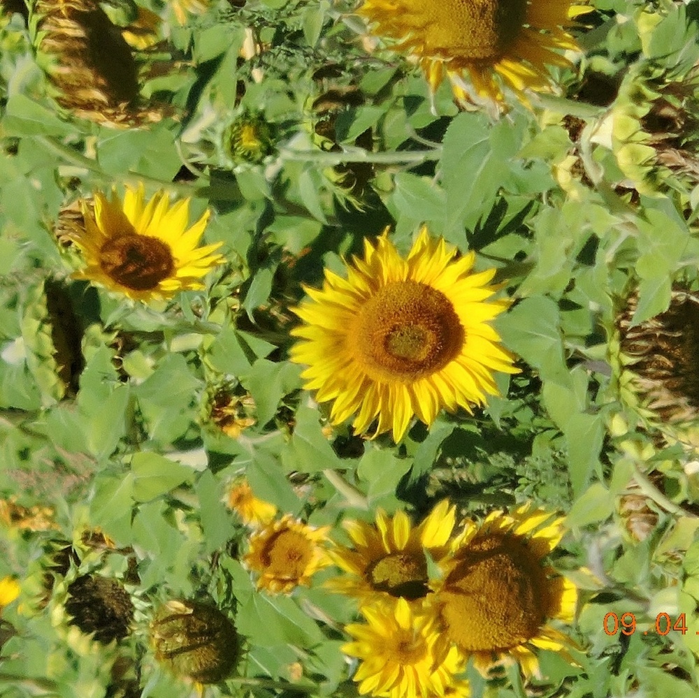 Meet your Posher, Paula