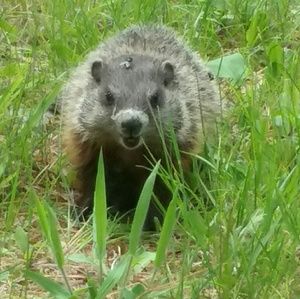 Meet your Posher, Dax