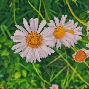 Meet your Posher, Libby