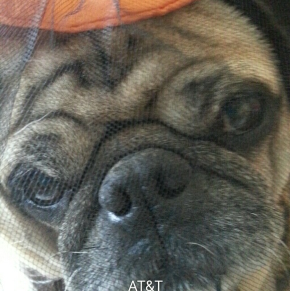 Meet your Posher, Rae - Picture 2 of 2