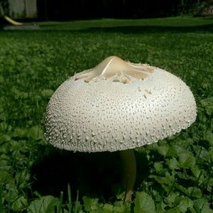 Meet your Posher, Bonnie