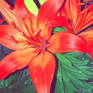 Meet your Posher, Lana