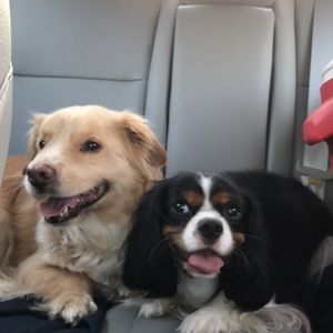 Meet your Posher, Casey