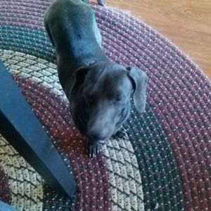 Meet your Posher, Dulce