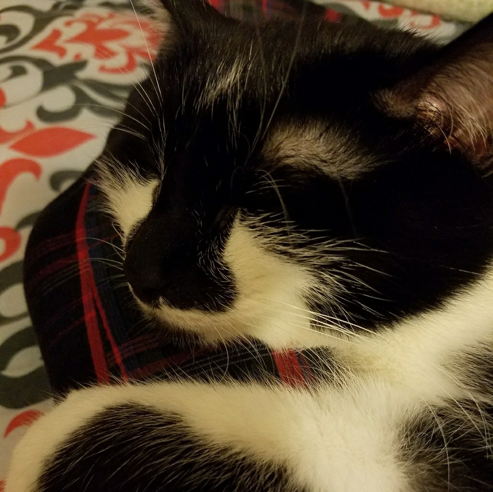 Meet your Posher, Kassandra