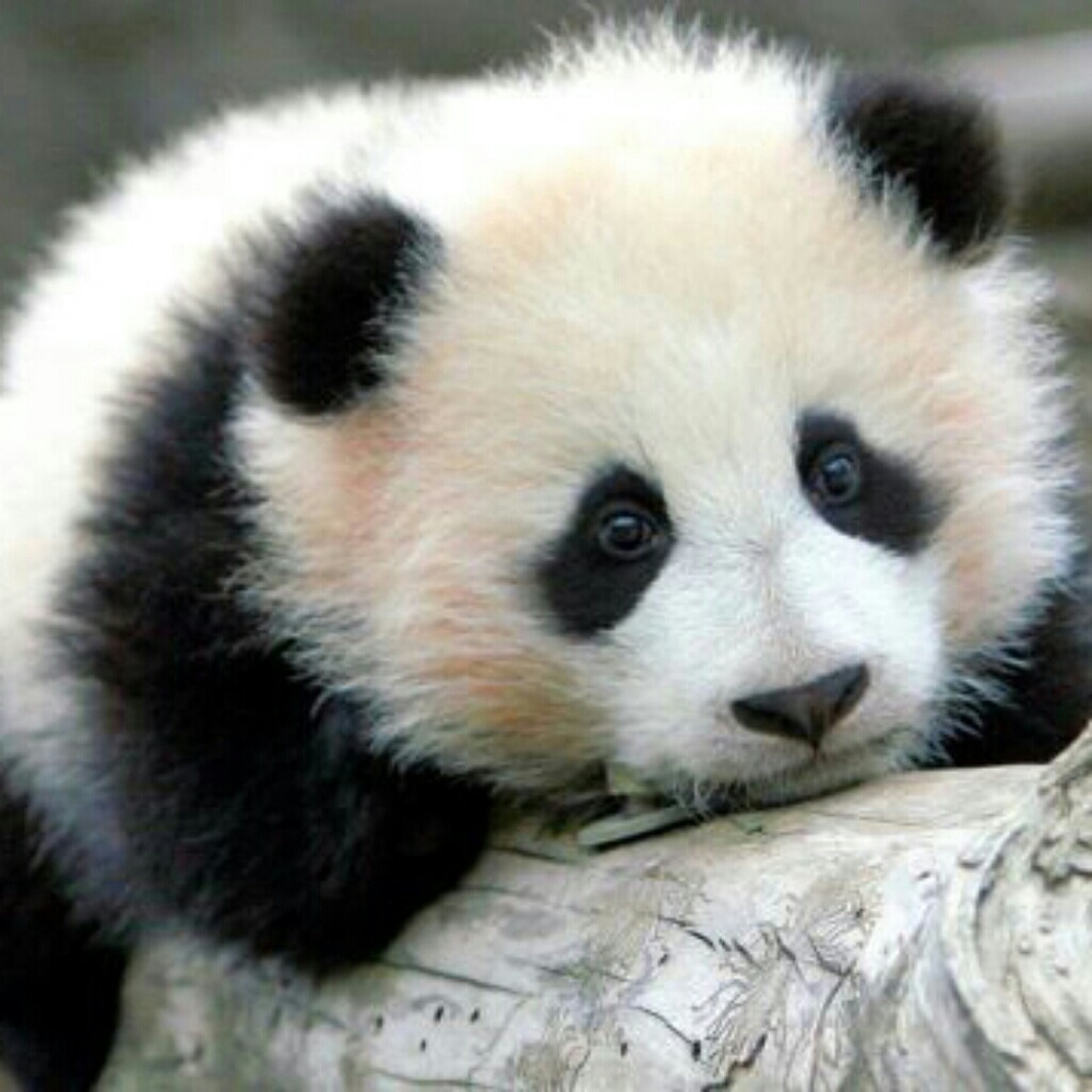 Meet your Posher, Trena joye