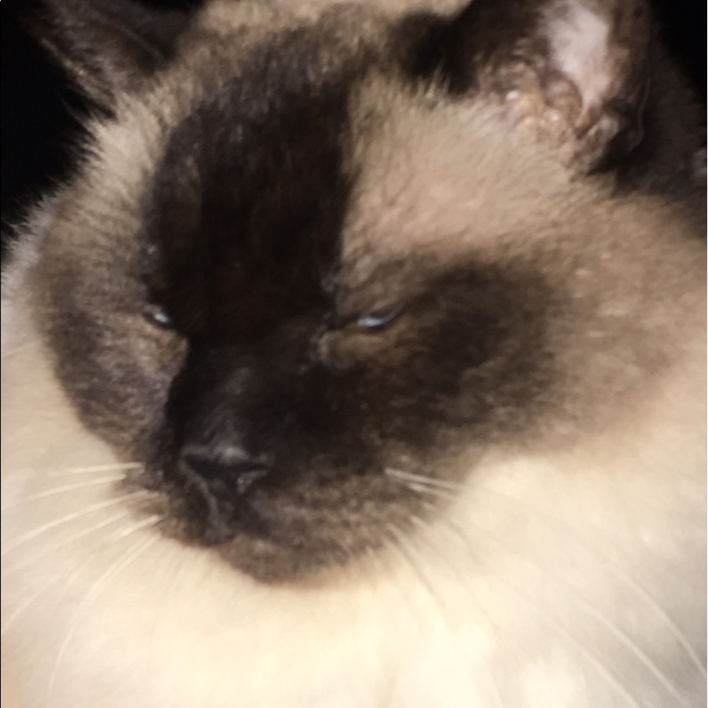 Meet your Posher, Alexis