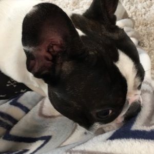 Meet your Posher, Autumn