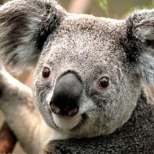 Meet your Posher, Theodore