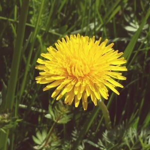 Meet your Posher, Ernestine