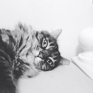 Meet your Posher, Summer
