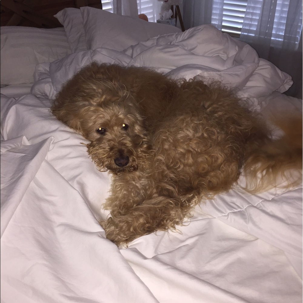 Meet your Posher, Jessica