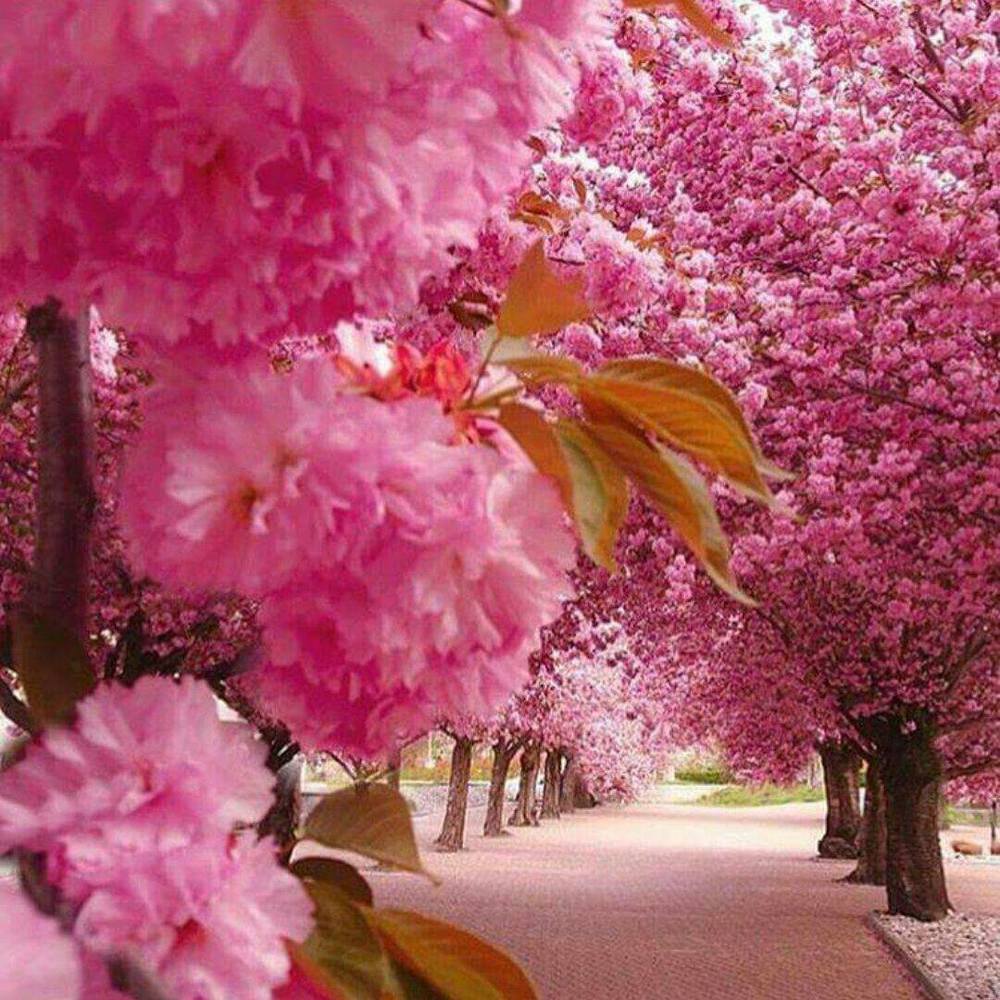 Meet your Posher, Henrietta