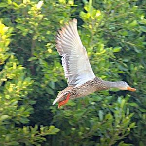 Meet your Posher, Devon