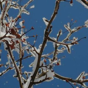 Meet your Posher, Rose