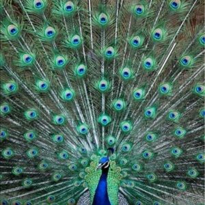 Meet your Posher, Denise