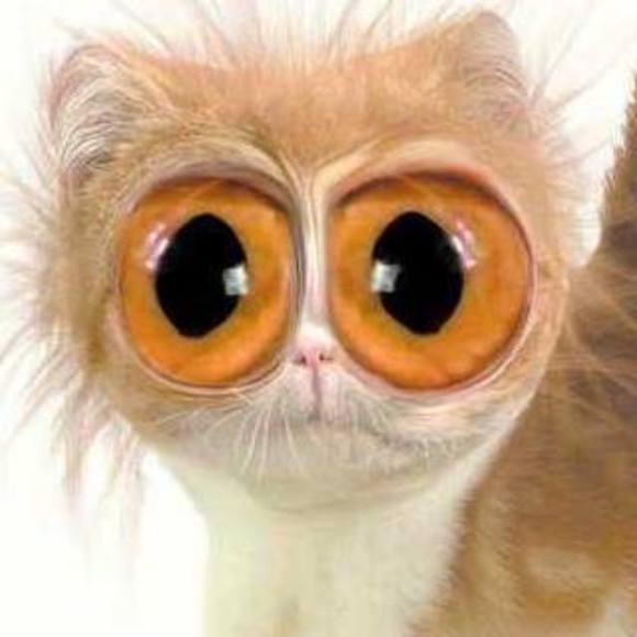 Meet your Posher, Ahmed - Picture 1 of 1