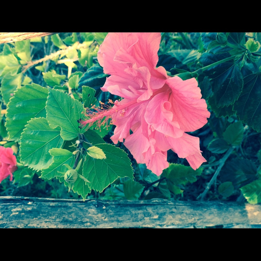 Meet your Posher, Sofia