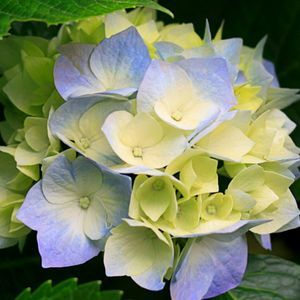 Meet your Posher, Rosa