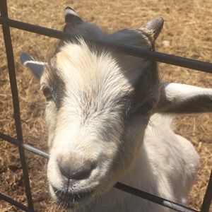 Meet your Posher, Regina