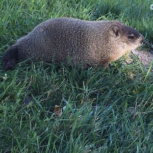 Meet your Posher, Abdulkadir