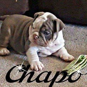 Meet your Posher, Hector miguel