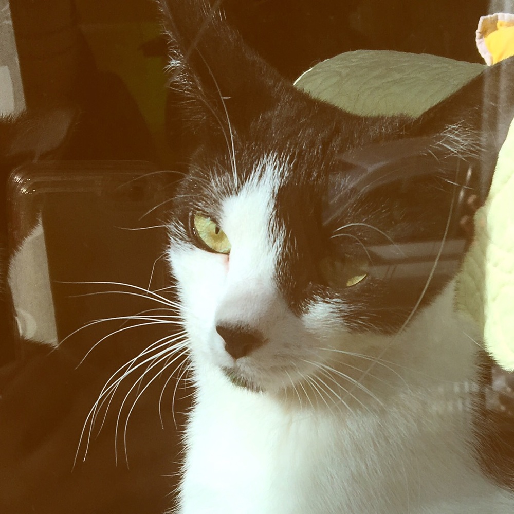 Meet your Posher, Defne