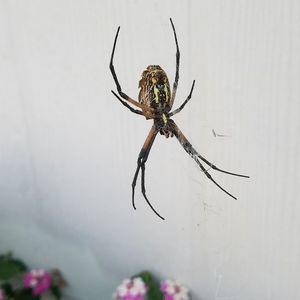 Meet your Posher, Laurel