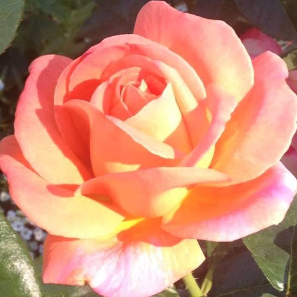 Meet your Posher, Tonia