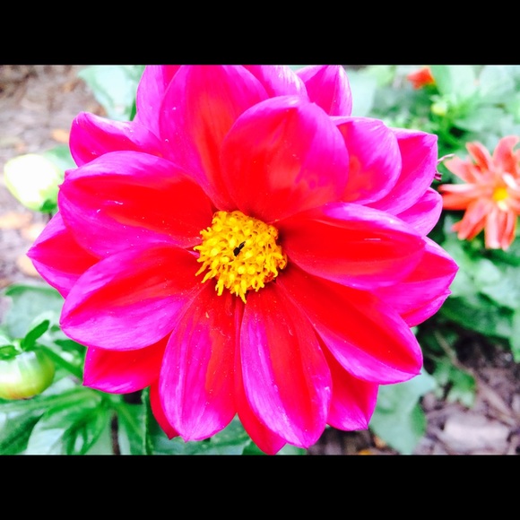 Meet your Posher, Arlette - Picture 2 of 2