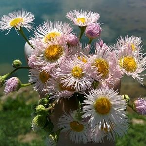 Meet your Posher, Brooklyn