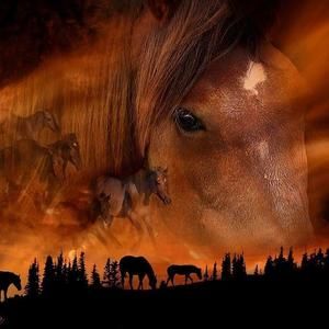 Meet your Posher, Diana