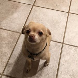 Meet your Posher, Samantha