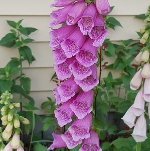 Meet your Posher, Kasie