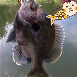 Meet your Posher, Ethan