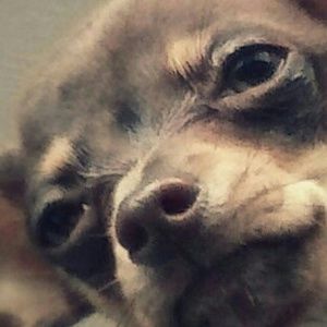 Meet your Posher, Cage